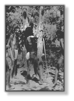 tribe.jpg (21033 bytes)